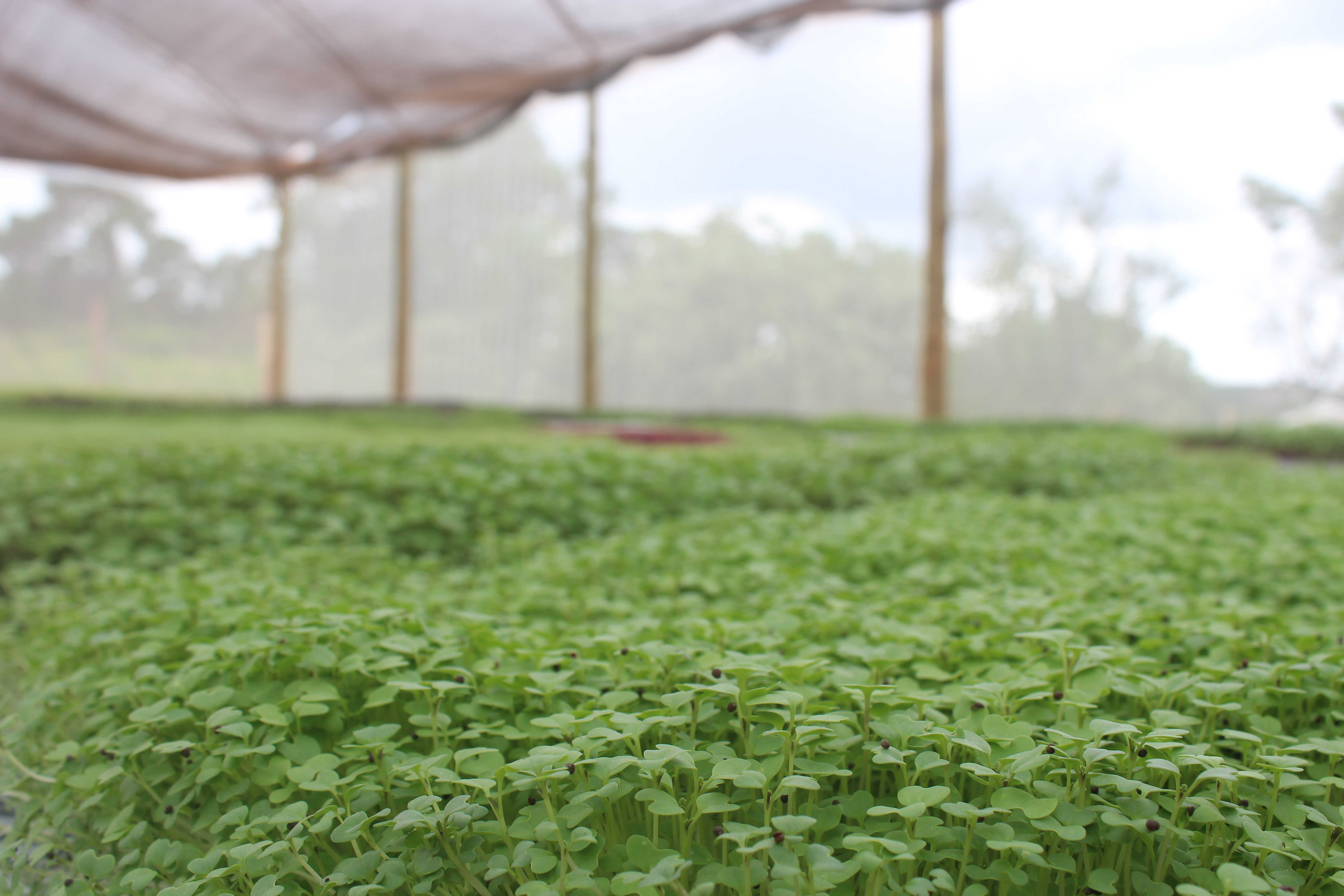 Estufa vertical de microverdes saudável e moderna